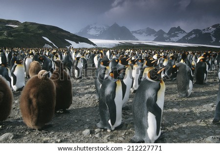 UK, South Georgia Island, colony of King Penguins Royalty-Free Stock Photo #212227771