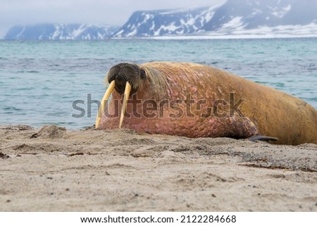 Walrus resting on the beach of Svalbard. Walruses are one of the largest flippered marine mammals. At 19th  and early 20th century they were  hunted and killed , now population is restoring