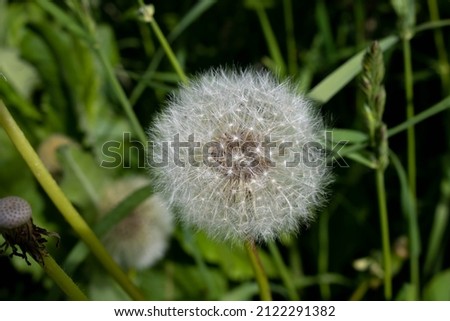 White fluffy dandelion flower in green grass.