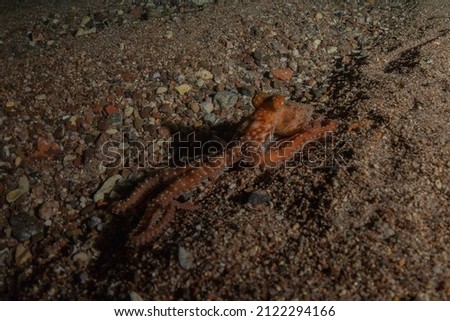 Octopus king of camouflage in the Red Sea, Eilat Israel 
