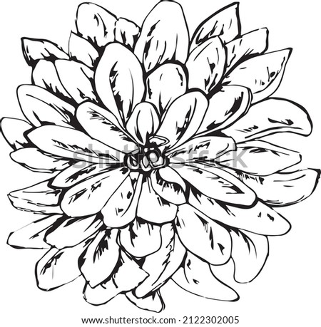 The blossom Dahlia Flower in graphic style