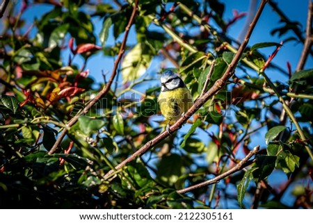 A Blue Tit Perched in a Tree, with a Blue Sky Behind