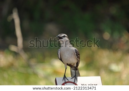 Chalk-browed Mockingbird (Mimus saturninus), close up frontal view with mouth open. Taken within Iguazo national park, Argentina