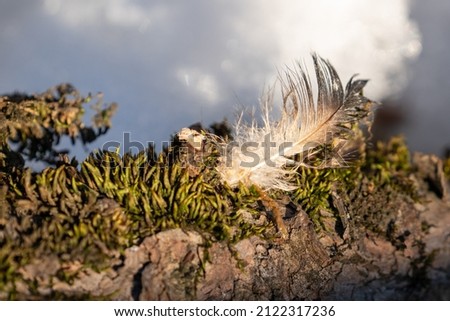 a small feather is lying on a twig with green moss at the sunset, with snow in the background