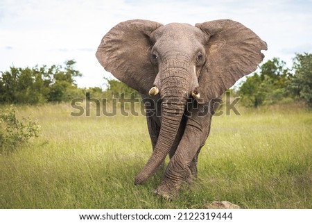Bull elephant facing the camera, in beautiful pose in tall grass Royalty-Free Stock Photo #2122319444