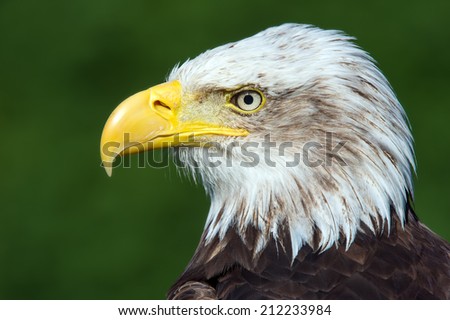 Bald Eagle close up against a vibrant green background/Bald Eagle/Bald Eagle (haliaeetus leucocephalus)