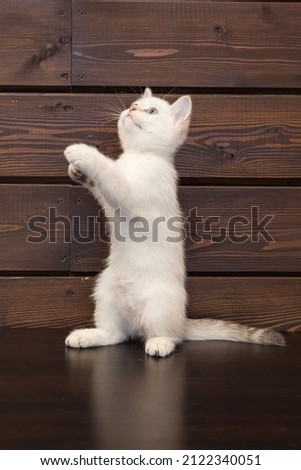 kittens of white color play