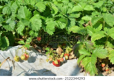 Growing strawberries in the open ground using white agrofiber