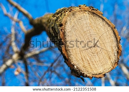 Tree without roots. Tree rings with background, wood texture, wooden icon with splits and cracks