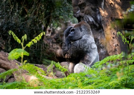 Gorilla herbivorous, great black ape inhabit tropical forests of equatorial Africa in zoo Royalty-Free Stock Photo #2122353269