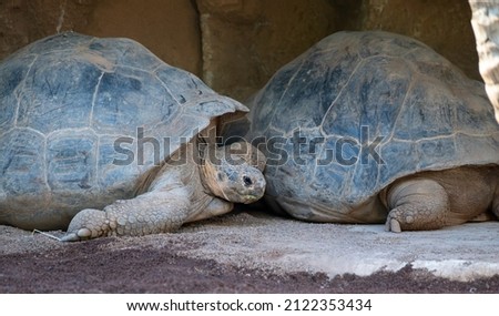 Big adult Galapagos tortoise or Chelonoidis niger turtle resting on sand close up