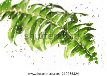 fern leaf ,view through the  glass on rainy day