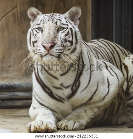 White tiger portrait