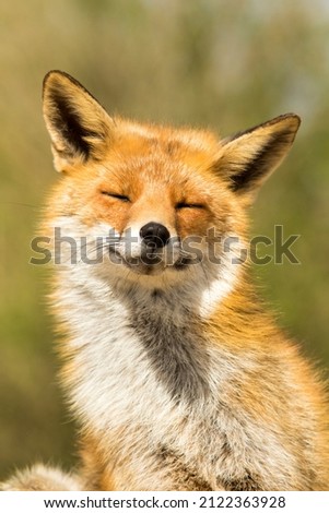 Red Fox Close Up in A Nature Background