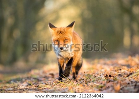 Red Fox in A Nature Background