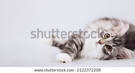 Small Siberian kittens on grey background