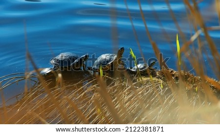 family of turtles exposed to the sun on the shore of the lake of averno