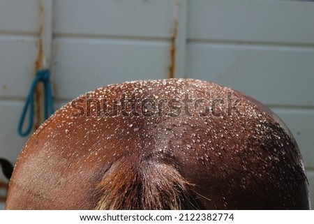 horse bum during bath time Royalty-Free Stock Photo #2122382774