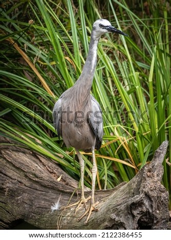 White-faced Heron found in You Yangs National Park in Melbourne Victoria Australia