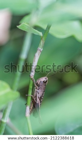 Brown grasshopper perched on grass. Green Foliage. Background and natural light. Macro photography.
