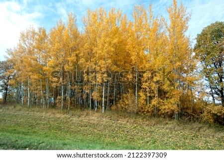 CLITHERALL, MINNESOTA USA - OCTOBER 14, 2019: A beautiful stand of birch trees touched with autumns gold.