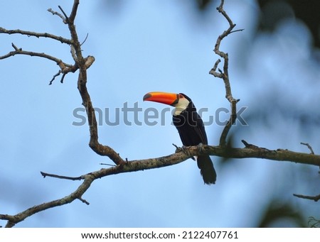 Toco Toucan (Ramphastos toco) perched on a branch in tree, side view. Taken at Iguazu falls, Argentina