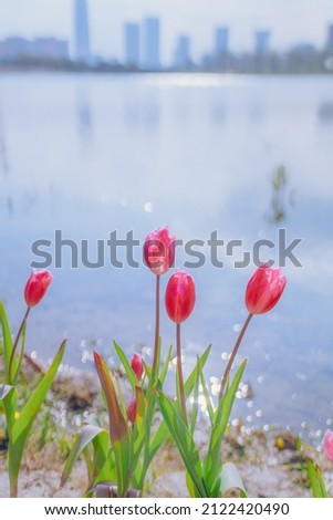 Tulips glittered by the river