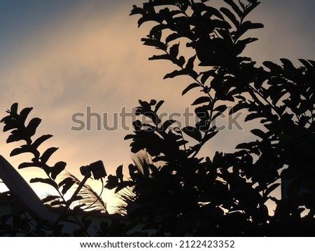 leaves and just behind a beautiful orange sunset