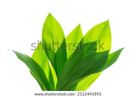 Floral leaves. Lily of the valley flower on white background. nature