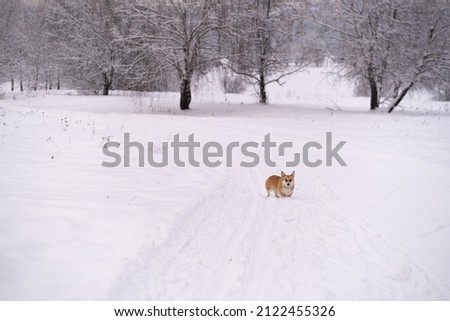 A dog in the snow. Winter in Russia. High quality photo