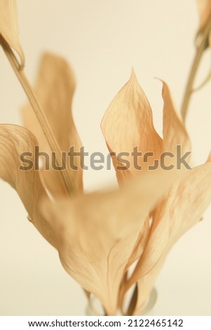 Beautiful beige branch of an auditory plant close-up, soft focus background