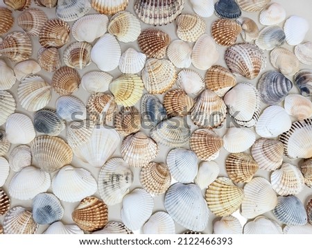 A pattern of seashells. Marine Background. Shell layout. Text background.