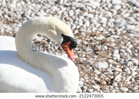 a swan preening on the Mediterranean in the province of Alicante, Costa Blanca, Spain