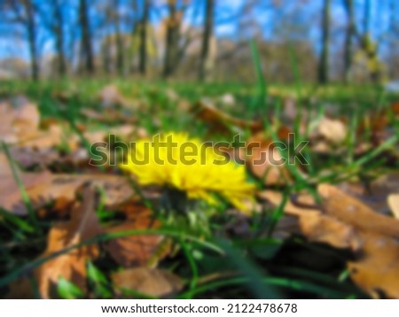 Blurred photo. The dandelion blossomed among the fallen leaves in autumn. 