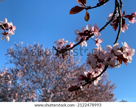Plum blossom. Cherry blossom in spring against sky, San Francisco, California, USA. Photo using for presentation, powerpoint, web page, blog, or advertisement brochure. 