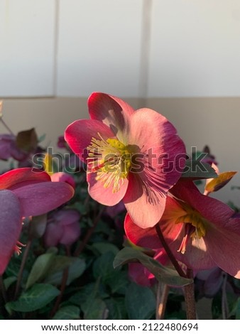 Lenten or Hellebore Rose flowers. Selective focus. Photo using for presentation, powerpoint, web page, blog, and advertisement brochure background.  
