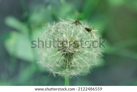 2 flies on a white dandelion flower. Fragility of the natural balance.  Green nature concept. Climate control, climate change problem. 