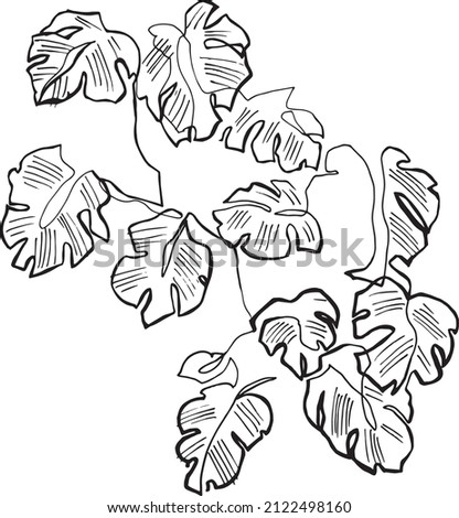 big monstera plant. set of tropical leaves illustration. hand drawn leaf design. jungl drawing.