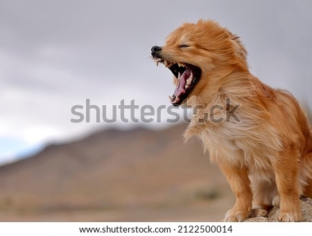 Close-up portrait of a cute pomeranian dog barking, open wide mouth outdoor. Funny brown animal walking, playing in nature. Love pet concept Royalty-Free Stock Photo #2122500014