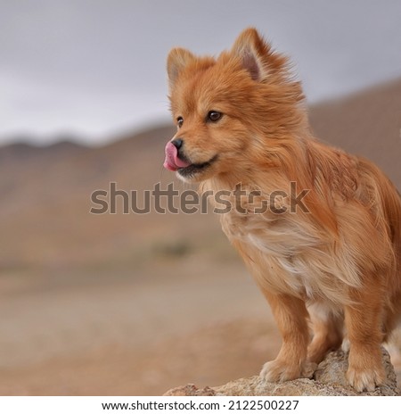 Close-up portrait of a cute pomeranian dog licks its lips. Funny brown dog staring at the horizon in nature. Love pet concept Royalty-Free Stock Photo #2122500227