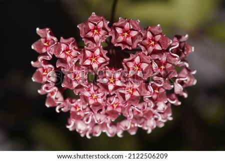 Red stars hoya flower, hoya pubicalyx, just blooming, spot focus, macro image, blurry background                               