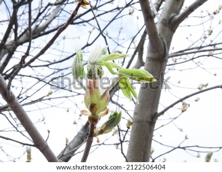 Horse chestnut (Aesculus hippocastanum) leaves bloom. Close up spring design.