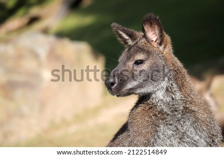 Side Portrait of Red-Necked Wallaby in Zoological Garden. Notamacropus Rufogriseus is a medium-sized Macropod Marsupial. Royalty-Free Stock Photo #2122514849