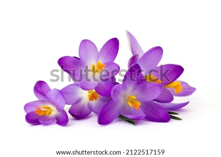 crocus - one of the first spring flowers on white background Royalty-Free Stock Photo #2122517159
