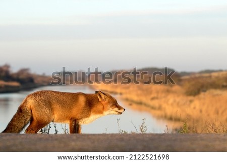 Red Fox Standing by the Water