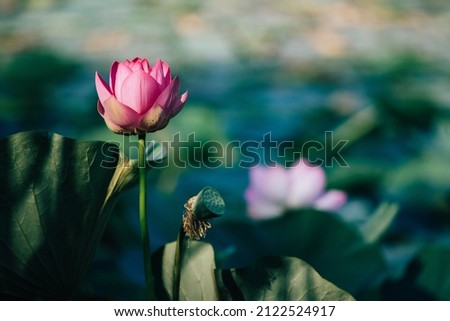 pink lotus background green, revival