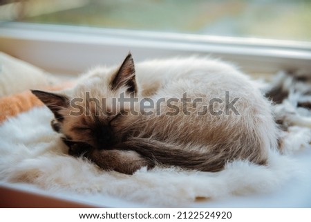 Siam kitten sleeps curled up on the window