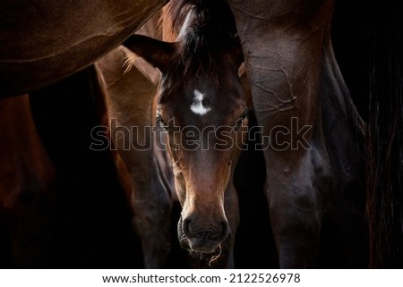 Close-up of a brown foal looking at camera through the legs of mare. Animal mother and baby horse in beautiful light and isolated on black background. Royalty-Free Stock Photo #2122526978