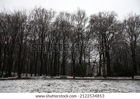 Forest on a gray day in winter with snow on the ground