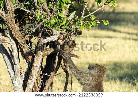 steppe baboon mother fetches her young from the tree